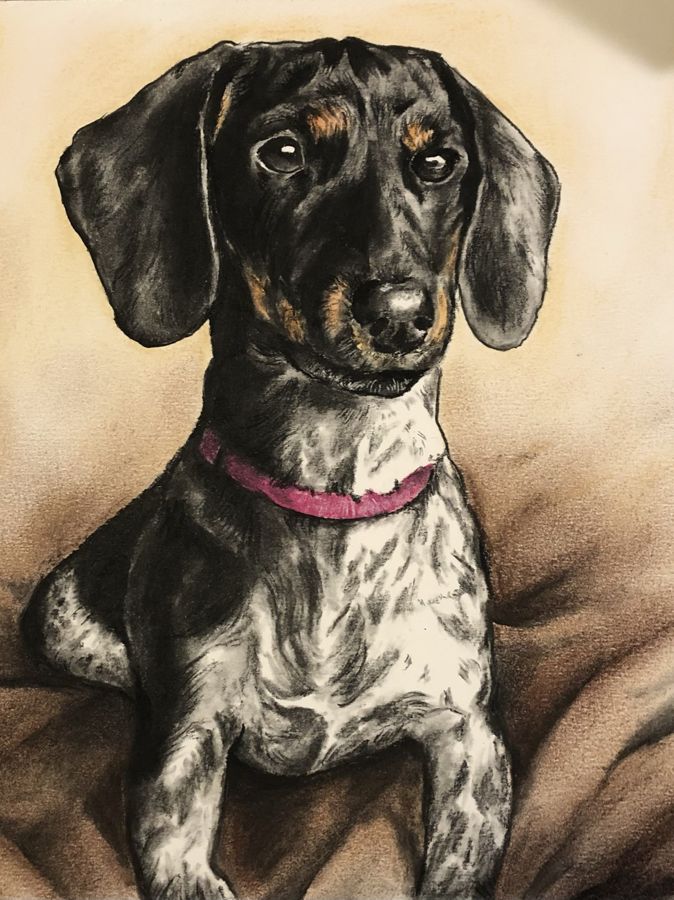 Dachshund